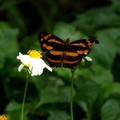 姬黃三線蝶