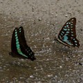 青帶和青斑鳳蝶