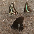 青斑青帶和白紋無尾型鳳蝶