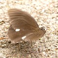 無尾型白紋鳳蝶
