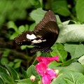 台灣白紋鳳蝶