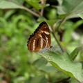 台灣星三線蝶