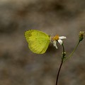 台灣黃蝶