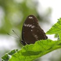 琉球紫蛺蝶