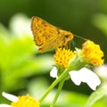 台灣黃斑弄蝶