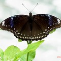 琉球紫斑蝶