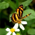 金三線蝶