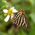 台灣雙尾燕蝶