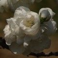 白色矮桃花