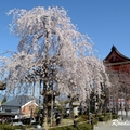 2014 京都_祇園