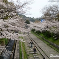 2014 京都_祇園