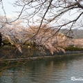 2014 京都_祇園