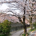 2014 京都_祇園