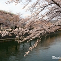 2014 京都_祇園