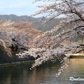 2014 京都_祇園