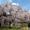 2014 京都_洛東洛南