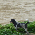 612水災攝於景美溪畔-也在視察水災的流浪狗狗