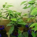 光合作用植物1