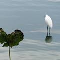 20141024 新竹靜心湖的白鷺鷥