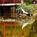 20141024 新竹靜心湖的白鷺鷥