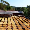 新竹 味衛佳柿餅觀光農場