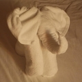 整理床舖的侍者每天用浴巾折一隻動物~~大象