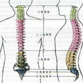 4/head-born-spine-side-l