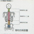 5/head-born-spine-back-l