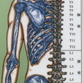 30/spine-4.jpg