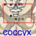 109/coccyx-4b