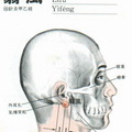 41/t_17n翳風.jpg