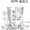 41/sp_14b腹結