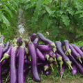 156/eggplant.gif