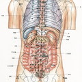 49/body-back-organ