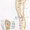 58/low-limbs-bone-inside