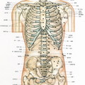47/body-back-bone-1