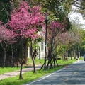 潭雅神自行車道 春節好花行 - 6