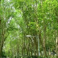 潭雅神的綠光森林 - 8