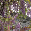 開南大學紫藤花在三月底