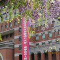 開南大學紫藤花在三月底