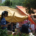 東京淺草寺三社白鷺鸶祭