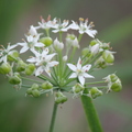 2012/10,桃園中新里,韭菜花生產專業區