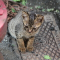 Street Cat