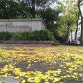 2012/6/12(二)台中存中街綠十八公園.