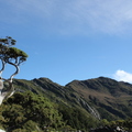 向陽名樹與向陽山