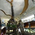台北市＼土銀展示館-博物館裡的侏儸紀世界