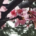 麗池的櫻花 - 20190303