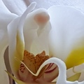 一朵花的奧秘 - 花仙子與白天鵝