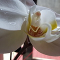 一朵花的奧秘 - 花仙子與白天鵝
