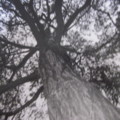 我也來當大藝術家-澳洲雪梨植物園內的大樹之一
